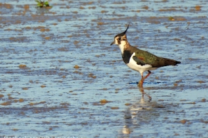 Avefría europea, Vanellus vanellus. Northern lapwing.